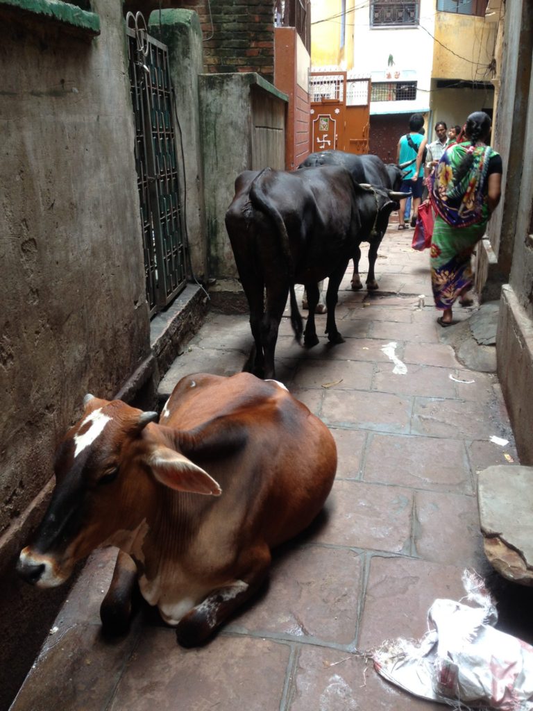 インドの街中の路地に居座る牛